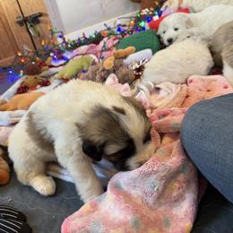 The Grinch - Badger male Colorado Mountain Dog puppy in Colorado Springs, Colorado from Sharp Guardians and Goldens