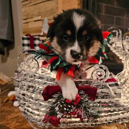 Boy 3 - Black and tan Pembroke Welsh Corgi puppy in Atascadero, California from California Corgis and Kunes