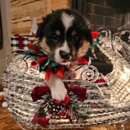 Boy 3 - Black and tan Pembroke Welsh Corgi puppy in Atascadero, California from California Corgis and Kunes