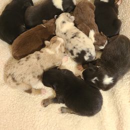 Australian Shepherd Puppies from Bama Mountain