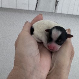 Holly - Parti female Yorkshire Terrier puppy in West Fargo, North Dakota from A Yorkie Tale