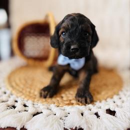 Landry - Sable and white male Cockapoo puppy in Alexandria, Alabama from Bright and Beautiful Cockapoos and Doodles