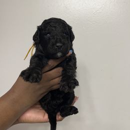 Yellow Collar Boy - Black male Poodle puppy in Valdosta, Georgia from Posh Poodles