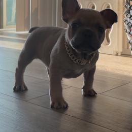 French Bulldog Puppies from The Frenchie Lady Co.