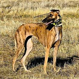 Risë - Greyhound