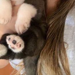 Akita Puppies from Ishikawa Akita's