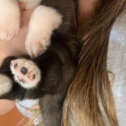 Akita Puppies from Ishikawa Akita's