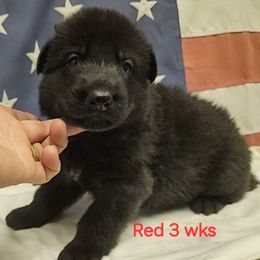 Boy 3 Red collar - German Shepherd puppy from Patriot Shepherds