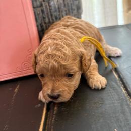 Yellow - Apricot female Poodle puppy in Tupelo, Mississippi from Ruby D. Farms