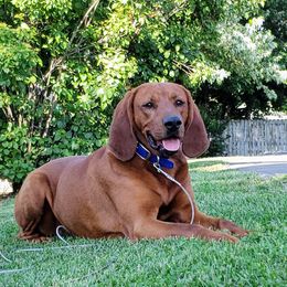 Ony - Redbone Coonhound