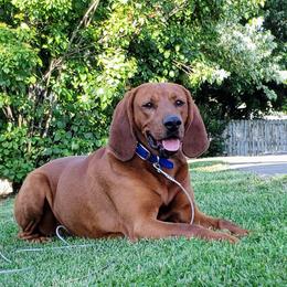 Ony - Redbone Coonhound