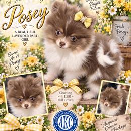 Posey - Lavender female Pomeranian puppy in Cropwell, Alabama from Poms On The Lake