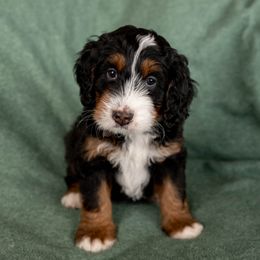 Jet - Tri-color Bernedoodle puppy in New River, Arizona from Sonoran Standard Doodles