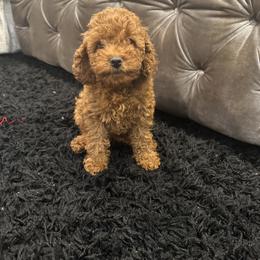 Poodle Puppies from CashEuro Poodles