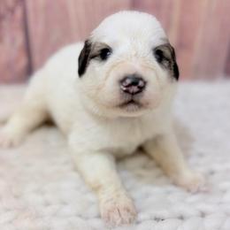 Dottie - White and badger female Great Pyrenees puppy in San Marcos, California from Faith Family Freedom Farm