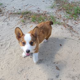 Boy 1 - Sable Pembroke Welsh Corgi puppy in Georgia from Shaleigh's Pembroke Welsh Corgis