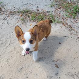 Boy 1 - Sable Pembroke Welsh Corgi puppy in Georgia from Shaleigh's Pembroke Welsh Corgis