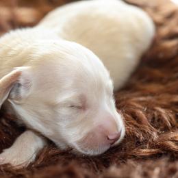 Apollo - Cream male Dachshund puppy in Mesa, Arizona from Dach Army LLC