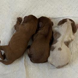 AKC Male-3 - Blenheim male Cavalier King Charles Spaniel puppy in Augusta, Wisconsin from My Little Pups