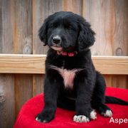 Border Collie, Golden Retriever, and Sporty Mix Puppies from Turbo Border Collies & Coltrievers