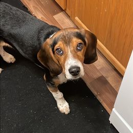 Beagle All Grown Up from Rustic Farm Sporting Beagles
