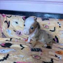 Miley - Piebald female Dachshund puppy in Lake City, Florida from My Ditzy Doxies of Florida