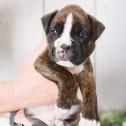 Boxer Puppies from Hawk Creek Boxers