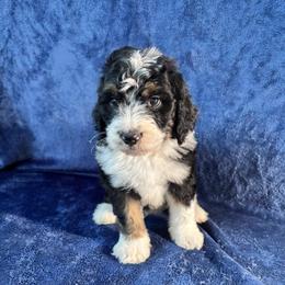 Bentley - Tri-color male Bernedoodle puppy in Battle Creek, Michigan from T-Rose’s Bernedoodle & Pomsky Puppies