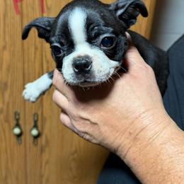 Hilda - Black brindle and white female Boston Terrier puppy in Charleroi, Pennsylvania from KC’s Boxers