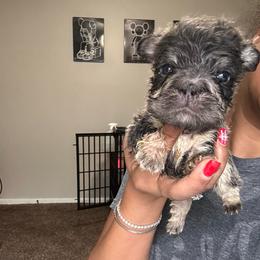 Astro - Tricolors male French Bulldog puppy in Columbus, Ohio from Kallie’s Kennel