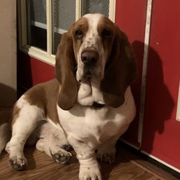 Sully - Basset Hound