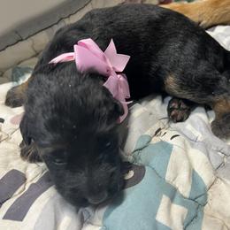 Pink girl - Black and red female German Shepherd puppy in Humboldt, Iowa from Valiant Shepherds