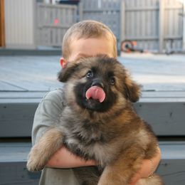 Shiloh Shepherd Puppies from Solace Shilohs