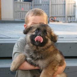 Shiloh Shepherd Puppies from Solace Shilohs