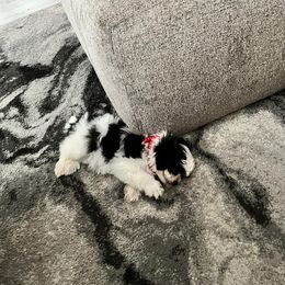 Shihpoo and Shih Tzu Puppies from The Luckie Puppy