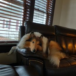 Seamus - Collie