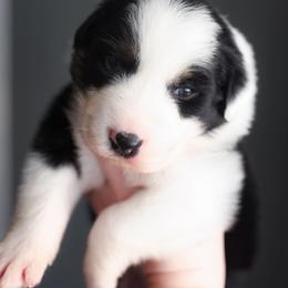 Gingerbread - Black tri-color female Australian Shepherd puppy in Georgetown, Texas from River Reign Australian Shepherds