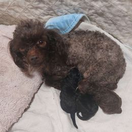 Fudgie - Poodle