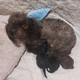 Fudgie - Poodle