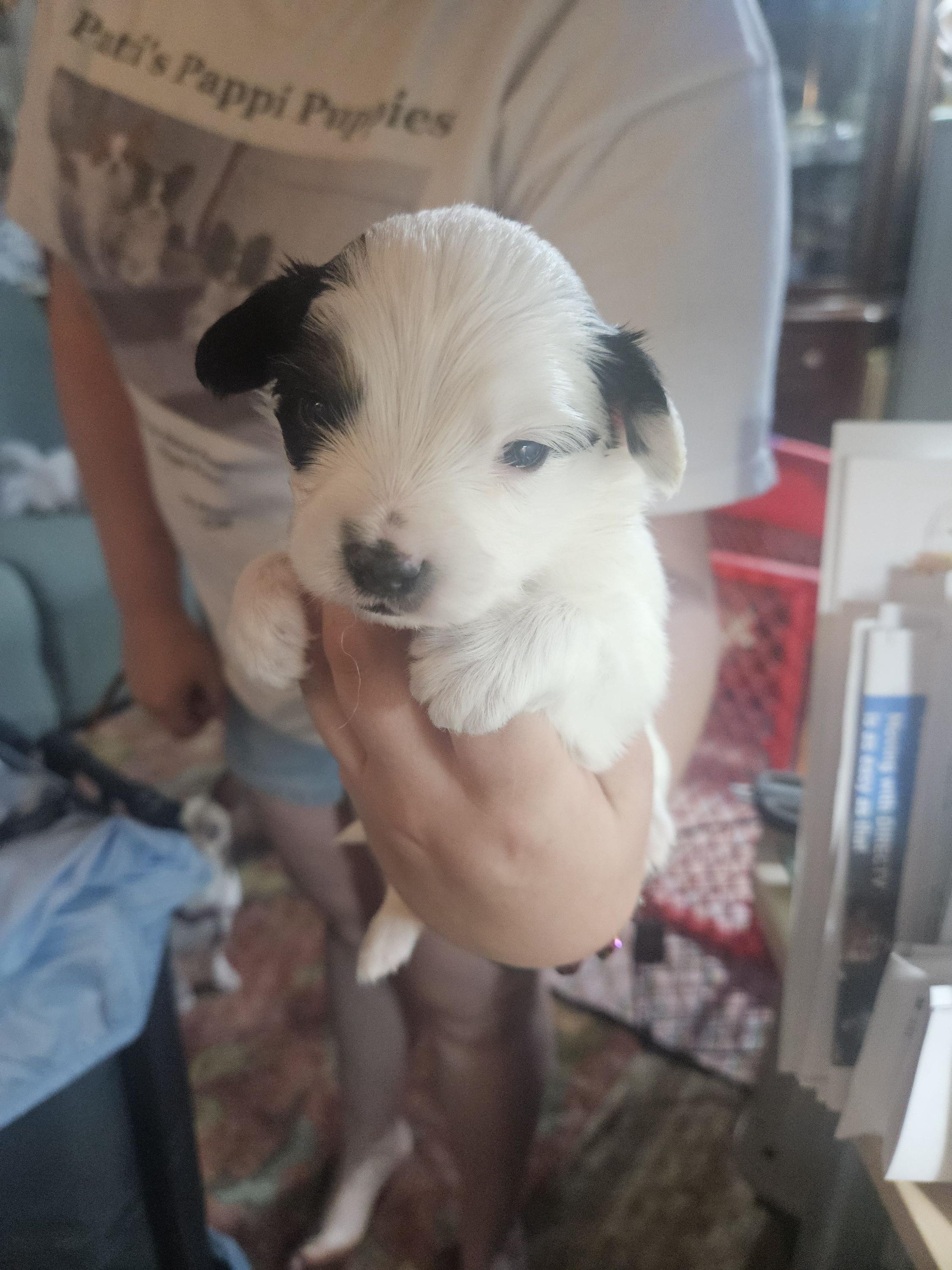 Pretzel - White black and tan male Papillon puppy in Middletown, New York from Patti's Pappi Puppies (Puppies due end of July!!!)