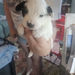 Pretzel - White black and tan male Papillon puppy in Middletown, New York from Patti's Pappi Puppies  (Puppies due end of July!!!)