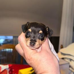 Riley Pup 3 - White black and tan female Toy Fox Terrier puppy in Clermont, Florida from Debbie Hiles's Toy Fox Terriers