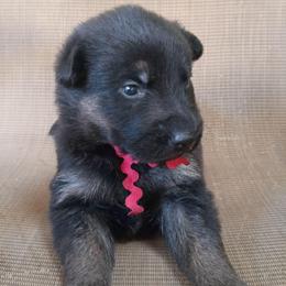 Red Boy - Black and tan male German Shepherd puppy in La Pine, Oregon from Granville/Diamond Peak German Shepherds
