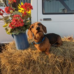 Dachshund All Grown Up from MoonLight Dachshunds