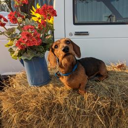 Dachshund All Grown Up from MoonLight Dachshunds