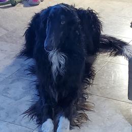 Towner - Borzoi