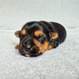 Pongo - Black and tan male Yorkshire Terrier puppy in Blacksburg, South Carolina from Hess Pooches LLC