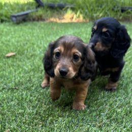 Dachshunds from Mini wienies