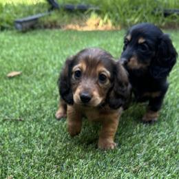 Dachshunds from Mini wienies