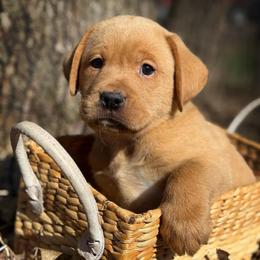 Gimli - Yellow male Labrador Retriever puppy in Isle, Minnesota from Dog Ear Outfitters